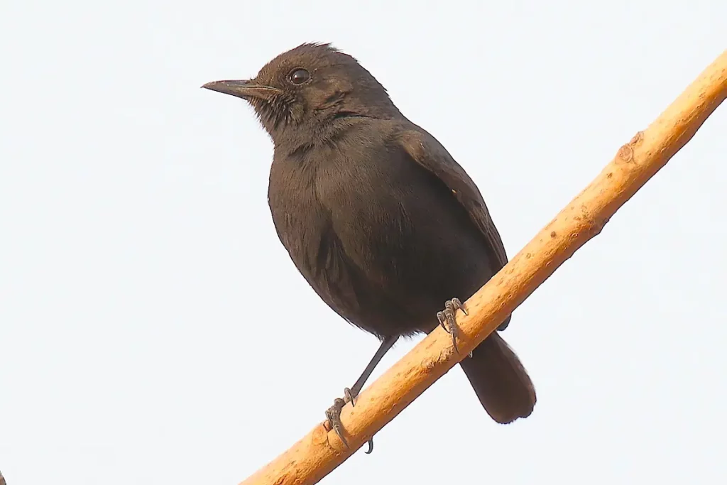 White-fronted Black Chat