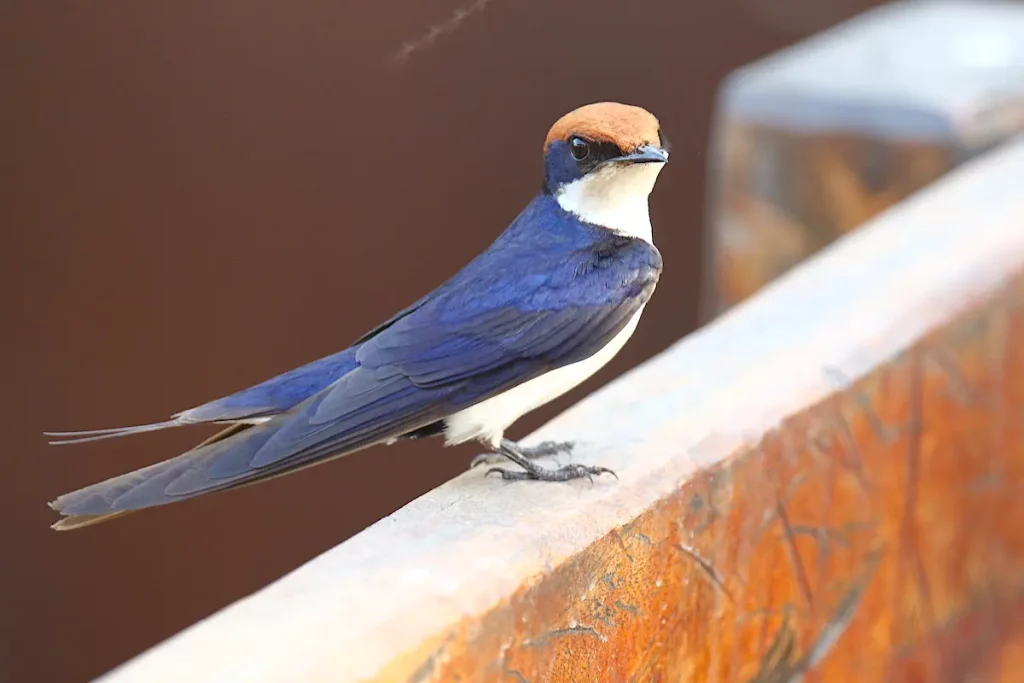 Wire-tailed-Swallow