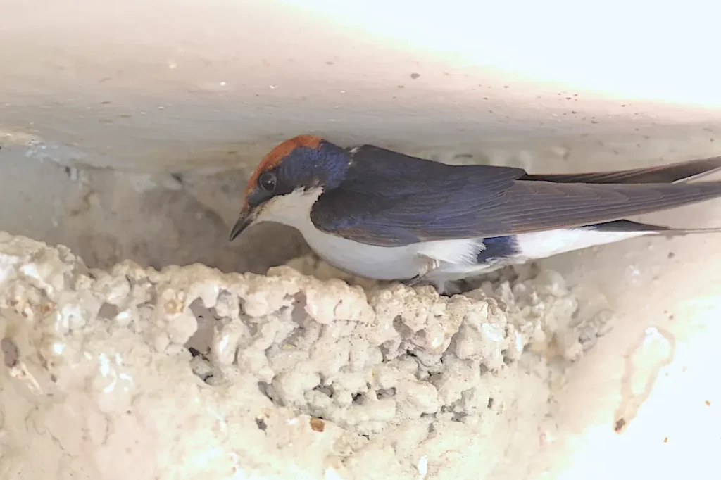 Wire-tailed-Swallow
