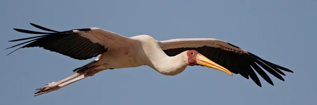 Gulnäbb-Stork-tunn