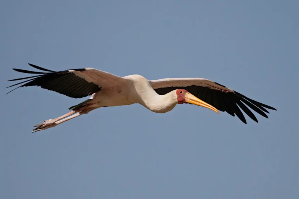 Yellow-billed-Stork