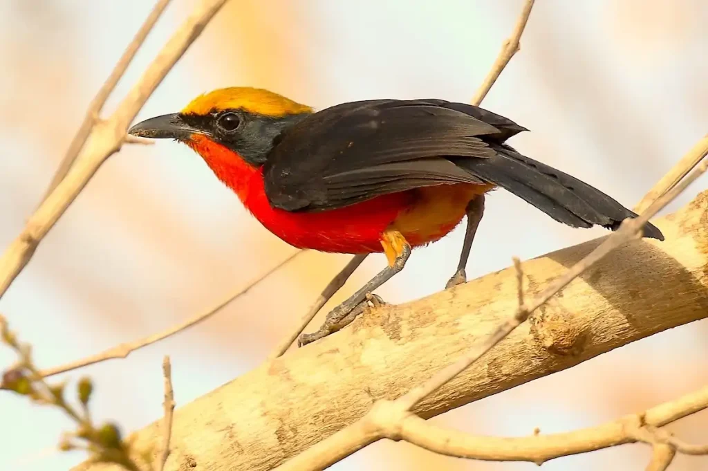 Bubú coronigualdo