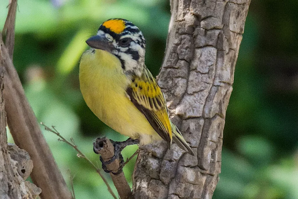 Yellow-fronted-tinker-bird