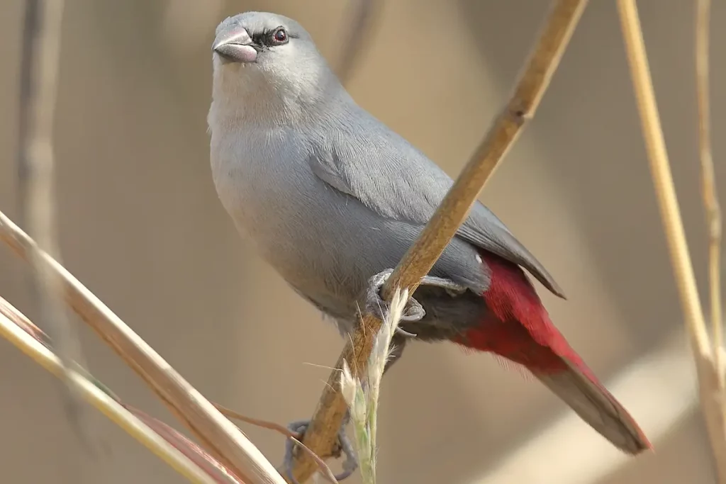 Vogelbeobachtung in Gambia - Lavendel-Wachsschnabel