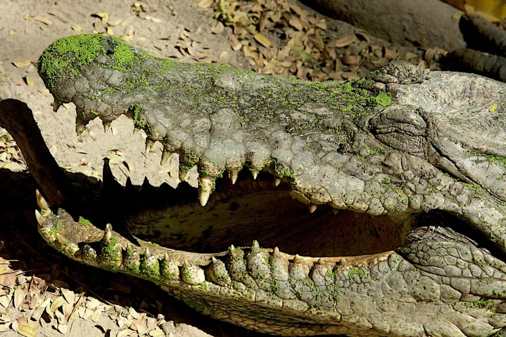 crocodile-Gambie