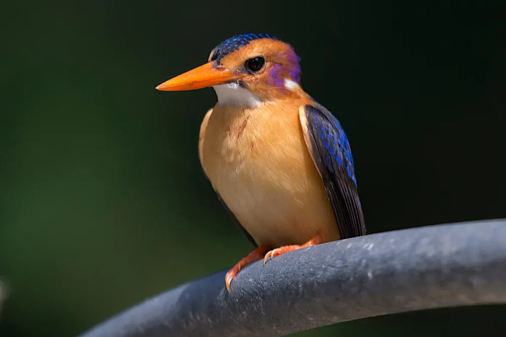pygmy-kingfisher