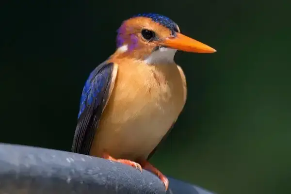 Pygmy Kingfisher