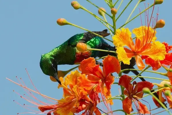 Beautiful Sunbird