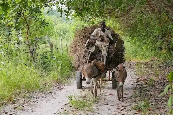 Local-life-in-Gambia