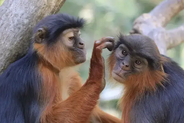 Female red colobus mutual grooming. webp