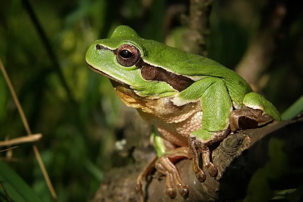 tree-frog- gambia