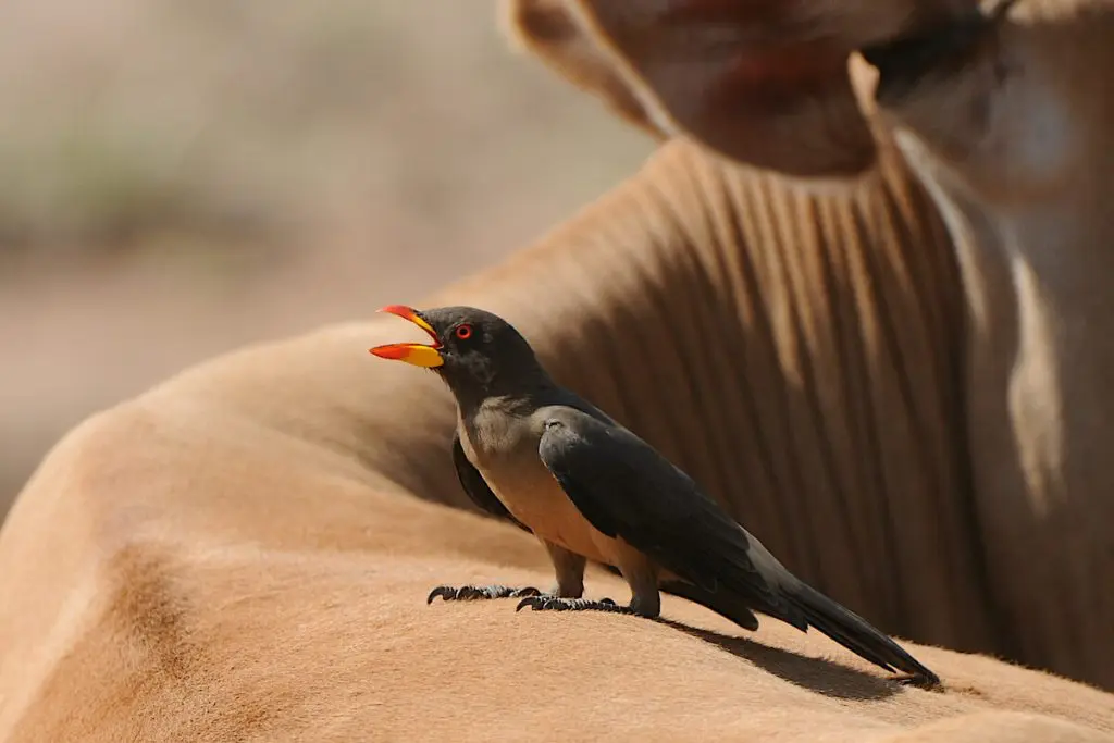 yellow-billed-Oxpecker on a cow