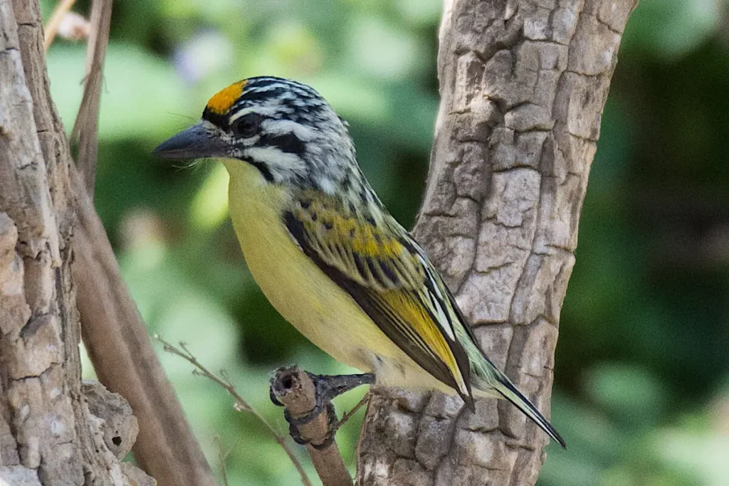 yellow-fronted-tinker